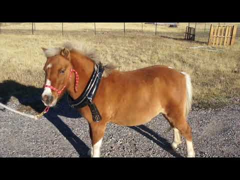 Sky's Collar & Hames