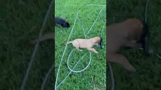 American Mastiff Puppies Videos