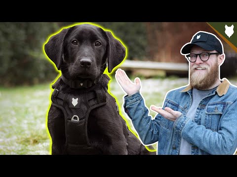 How To Get Your PUPPY TO STAY - STAY COMMAND