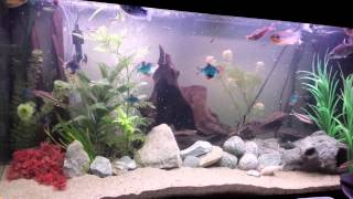 Download lagu Fluval roma 200 tropical fish tank mp3