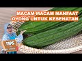 MACAM MACAM MANFAAT OYONG UNTUK KESEHATAN BISA UNTUK MENURUNKAN BERAT BADAN