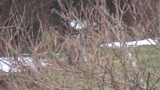 preview picture of video 'BOBCAT - New Milford CT   (3pm  01/19/2010)'