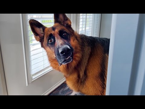 Die lustigsten Deutschen Schäferhunde der Welt 🤣 Lustige Hundevideos
