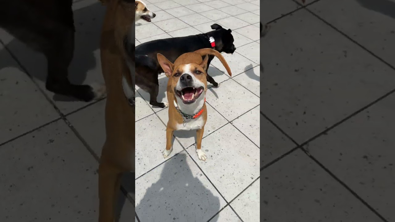 Enlarge TACO, a Adoptable mixed breed in Langley, BC video 5/6