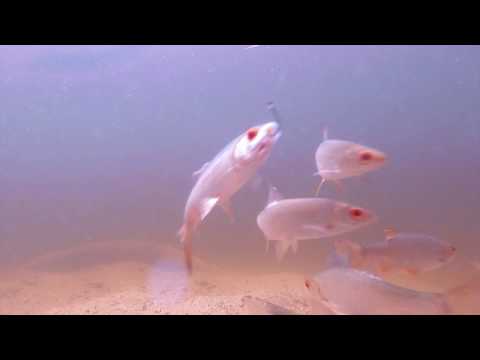 Under the surface // Elämää pinnan alla