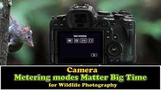 Wildlife Photography: Metering Modes Matter Big Time