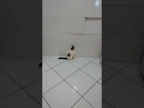 Gata pedindo leite!!