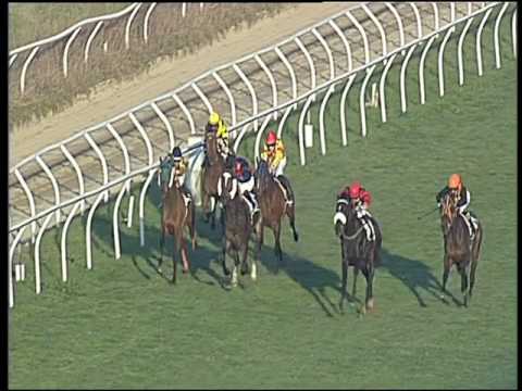 Galoppo 21/02/2017 - 3ª corsa