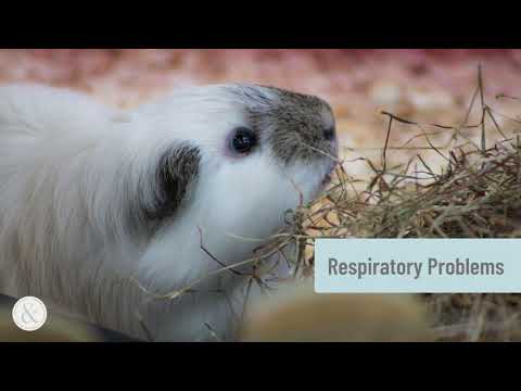What Are the Common Signs of a Guinea Pig Dying