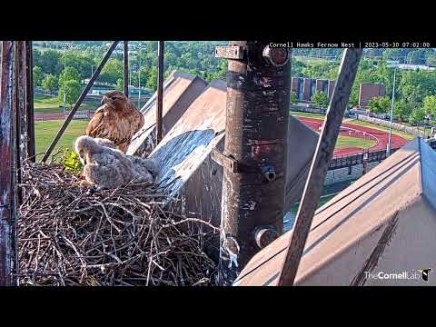 Big Red Delivers Branch to Curious Hawk Nestlings | May 30, 2023