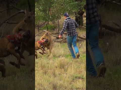 Man Rescues Dog From Fierce Kangaroo!