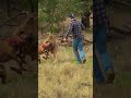 Man Rescues Dog From Fierce Kangaroo