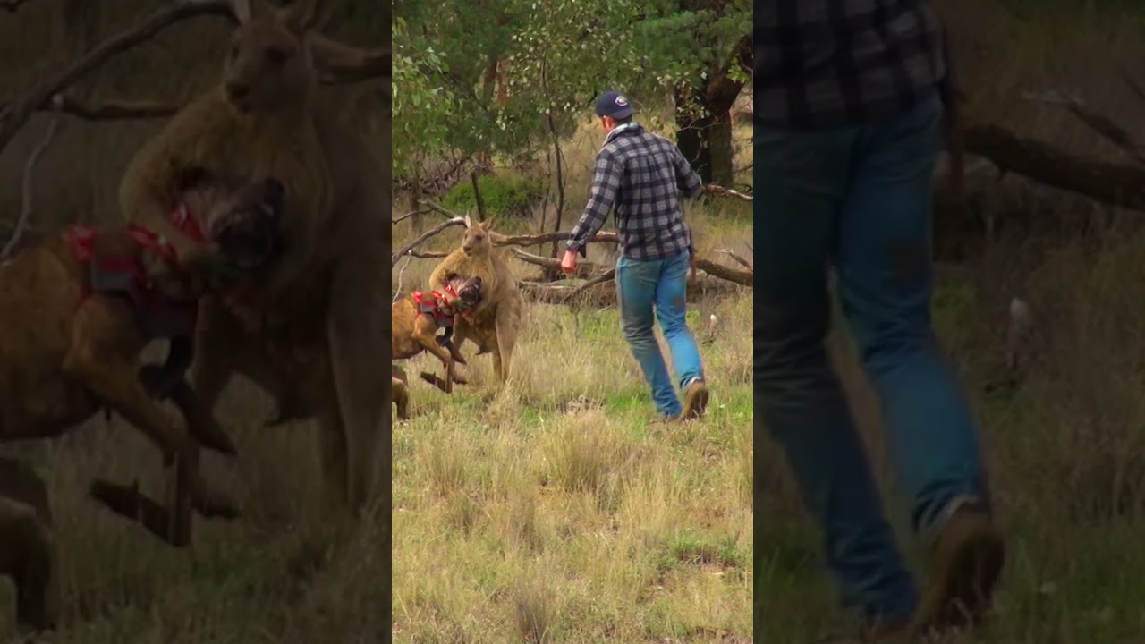 Man Rescues Dog From Fierce Kangaroo!