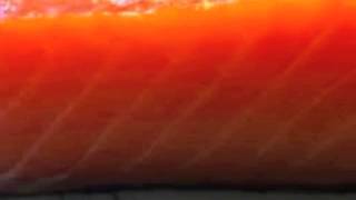 There Is Nothing Like A Lox