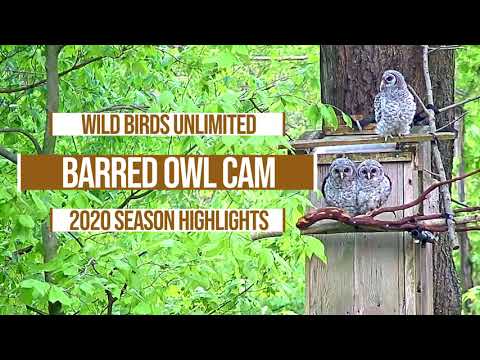 WBU Barred Owl Cam 2020 Season Highlights