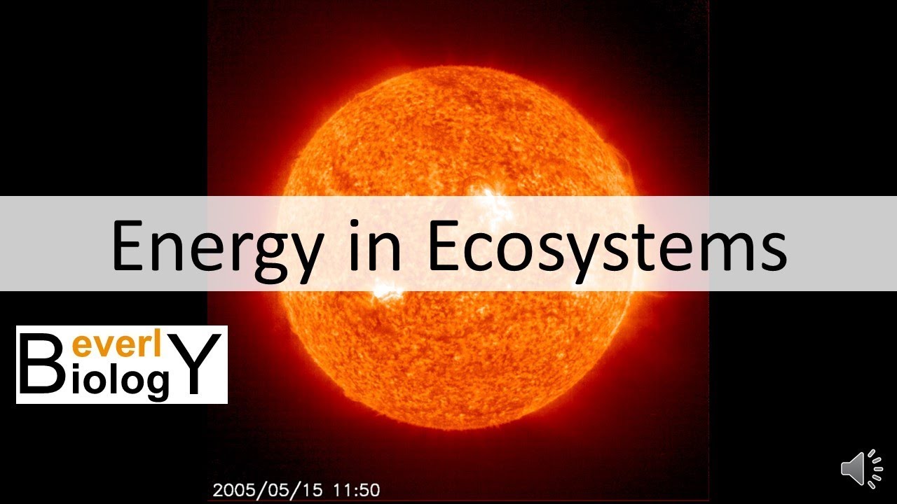 Energy in Ecosystems (updated)