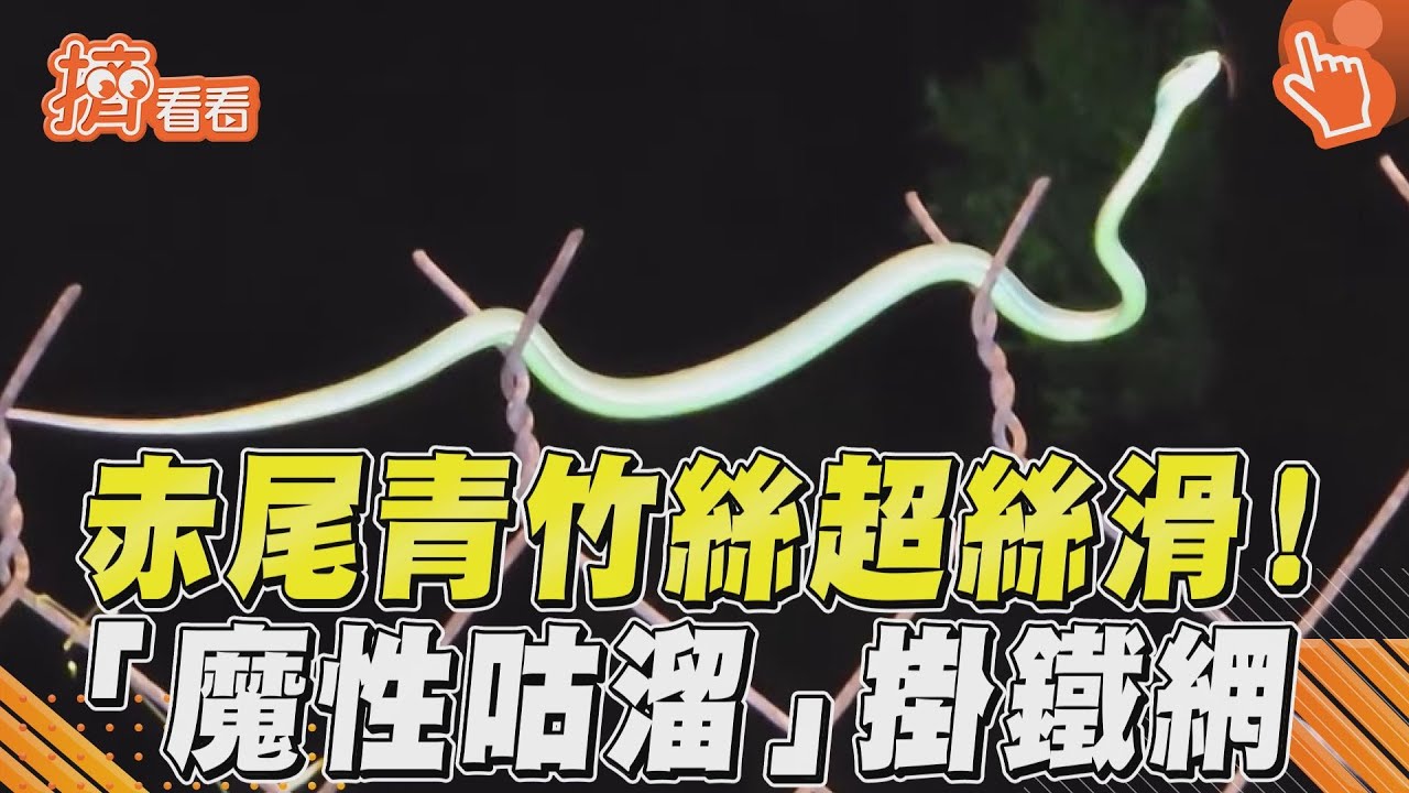 影音／赤尾青竹絲超絲滑！　「魔性咕溜」掛鐵網