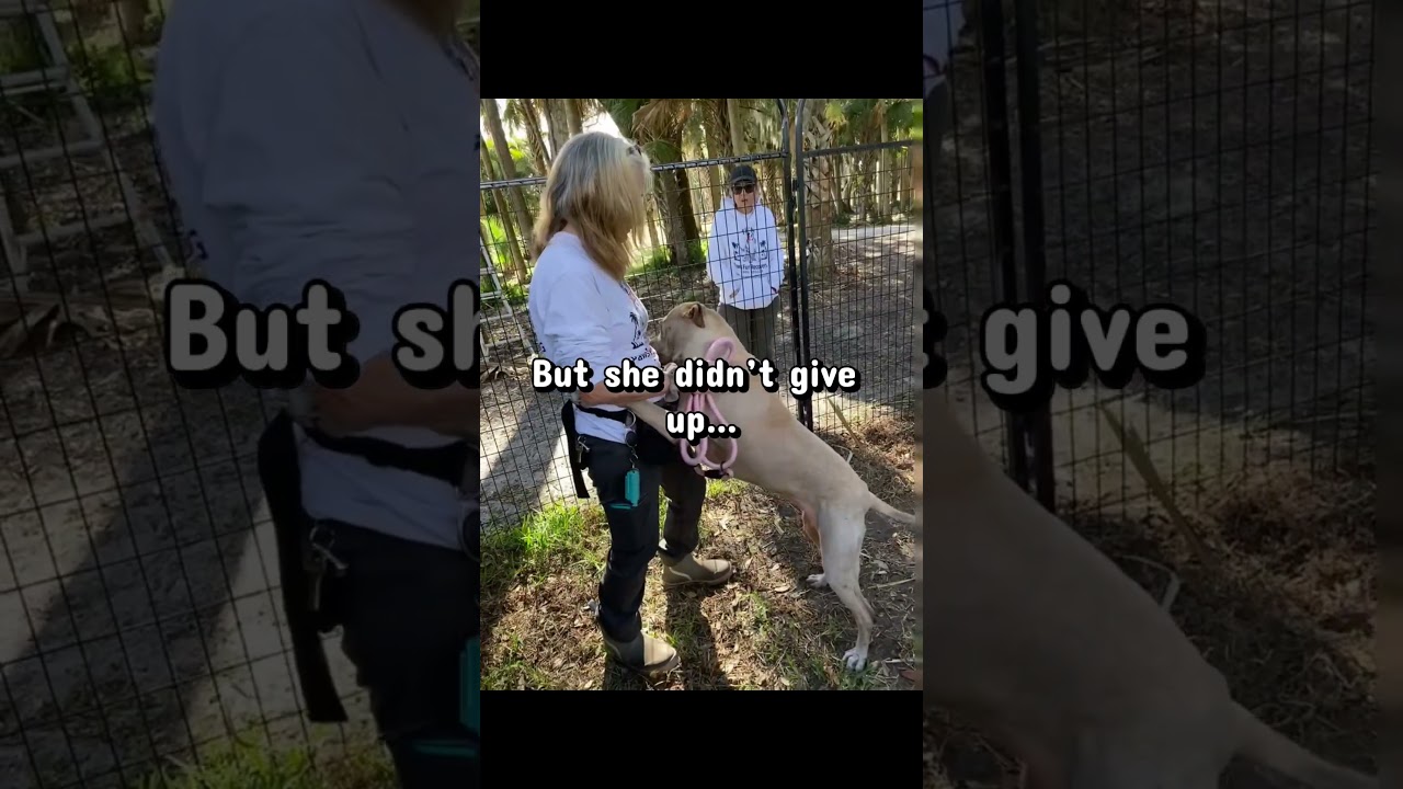 Enlarge LUNA, a Adoptable mixed breed in Indiantown, FL video 2/6