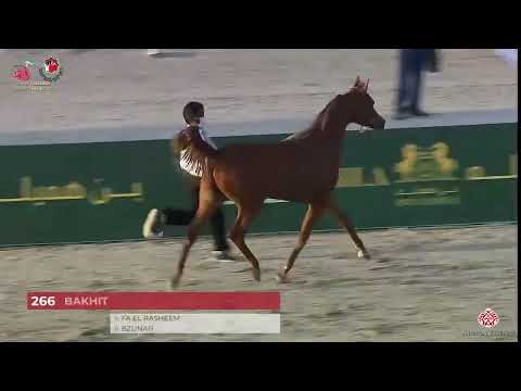 N.266 BAKHIT - Emirates Arabian Horse Breeders Championship 2021 - Colts 2 Years Old (Class 7A)