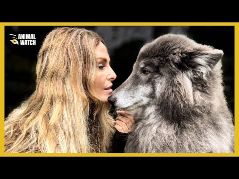 How the WOLF DOMESTICATED HIMSELF into MAN'S BEST FRIEND