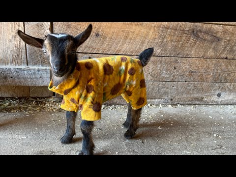 Baby goat pajama party!
