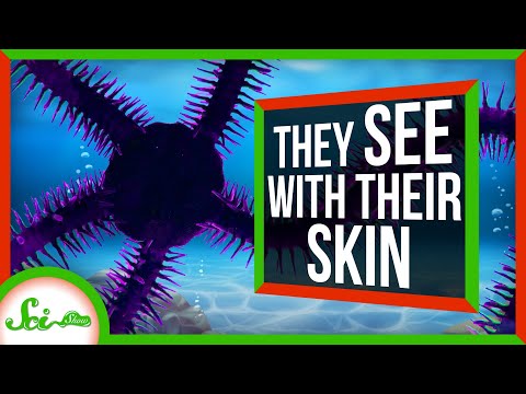 脆い星がロボットに皮膚で見ることを教えてくれるかもしれない (Brittle Stars Could Teach Robots To See With Their Skin)