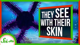 Brittle Stars Could Teach Robots To See With Their Skin