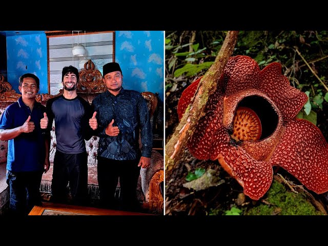 Encuentran la flor más grande del mundo: el ultrarraro 'hongo cara de tigre'