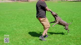 Monster K9 Aero Disc