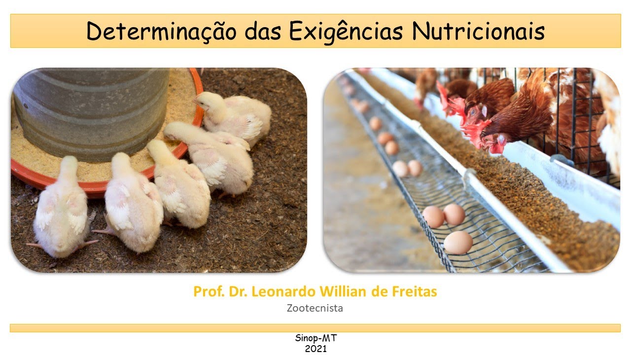 Determinação das Exigências Nutricionais de Frangos de Corte e Poedeiras comerciais