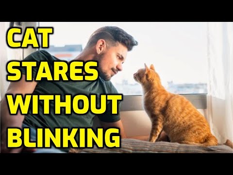 Why Do Cats Stare At Their Owners Without Blinking?