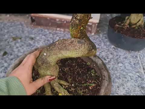 LIP2🥰27/2🥰0368.79.79.89🥰SBSG, PHUOC LOC THO, BMTT, NGOC MAI