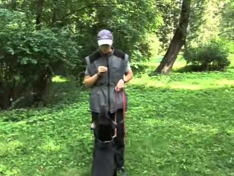 Tresura Psa  Daj Głos.