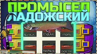 Рыболовный Магазин На Ладожской В Спб