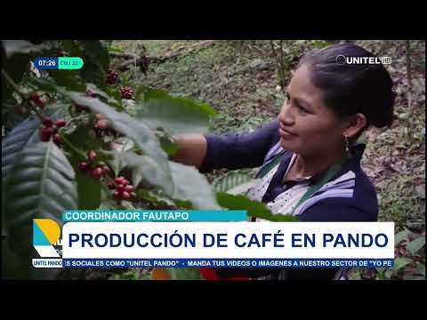 Bella Flor inaugura la cosecha cafetalera este viernes 20 de junio