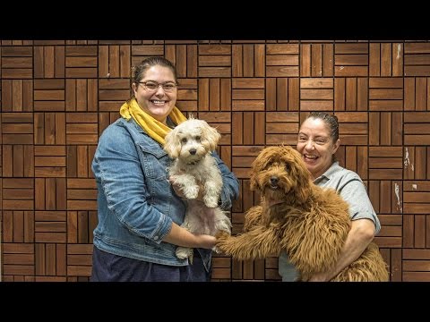 Tour the doggie day-care center at 1000 South Clark apartments
