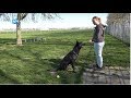 Hond achtergelaten op het strand