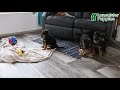 German Shepherd dogs for sale: Ripley - Video 1