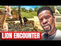 Exploring Lion Park Johannesburg South Africa A Must Visit Safari