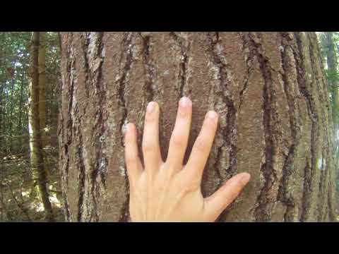 Third or Fourth Growth White Pine