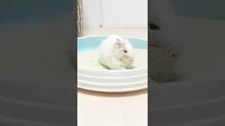砂浴びをするデグー #Shorts