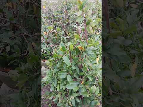 Mai vang nhơn an tx an nhơn bình định đt 0933320114