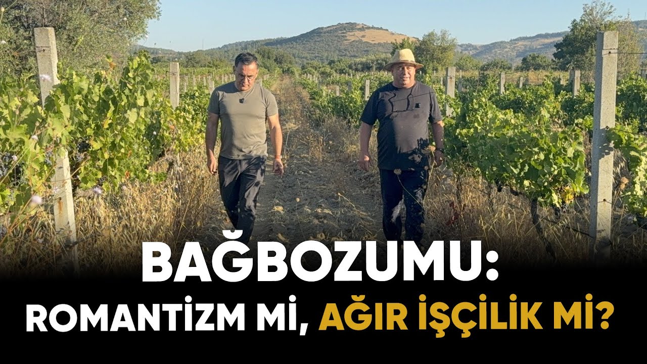 “Bağbozumu: Romantizm mi, Ağır İşçilik mi?” | Deniz Zeyrek - Bilge Yamen