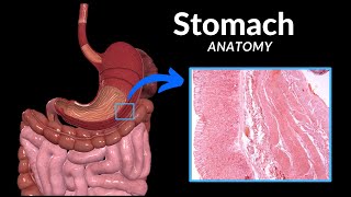 Stomach Anatomy (Topography, External Features, Parts, Layers)