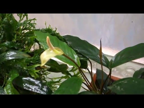 Watch Video on YouTube