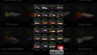 All varietys guppy fish#all guppy types#all guppy species#shorts #shortsfeed #viralshorts