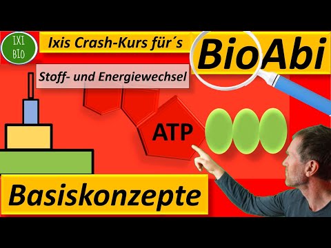 Basiskonzepte der Biologie - eine Übersicht - 15 Punkte im Biologie Abitur - so geht´s