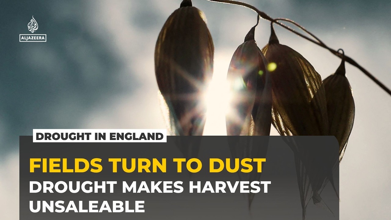 Driest July on Record: English Farmers Count the Cost