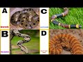 Alphabet Snake Name ABC Alphabet A To Z Snake Name