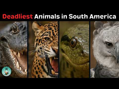 6 Deadliest Animals from South America